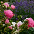 Rosen  und Lavendel  