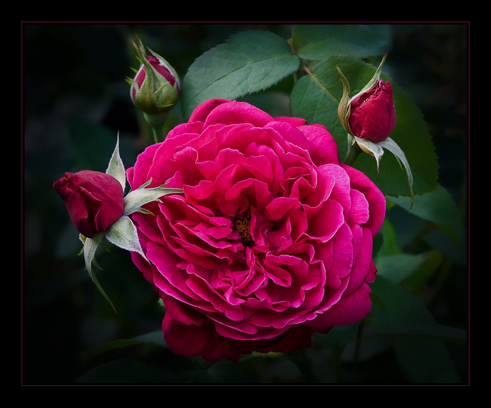 Rosen und Lyrik (Meine Gartenrosen 15)