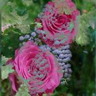 Rosen und  Weintrauben 