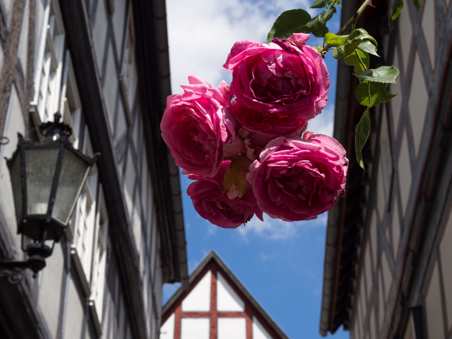 Rosen unter Fachwerkhäuser