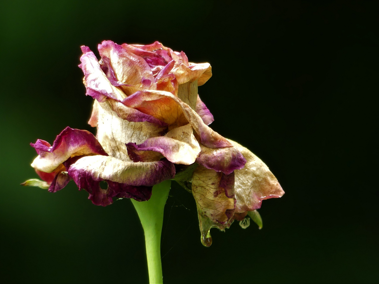 ROSEN-VERGEHEN