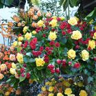 Rosen vieler Arten und Strelizien