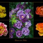Rosen von Tralee