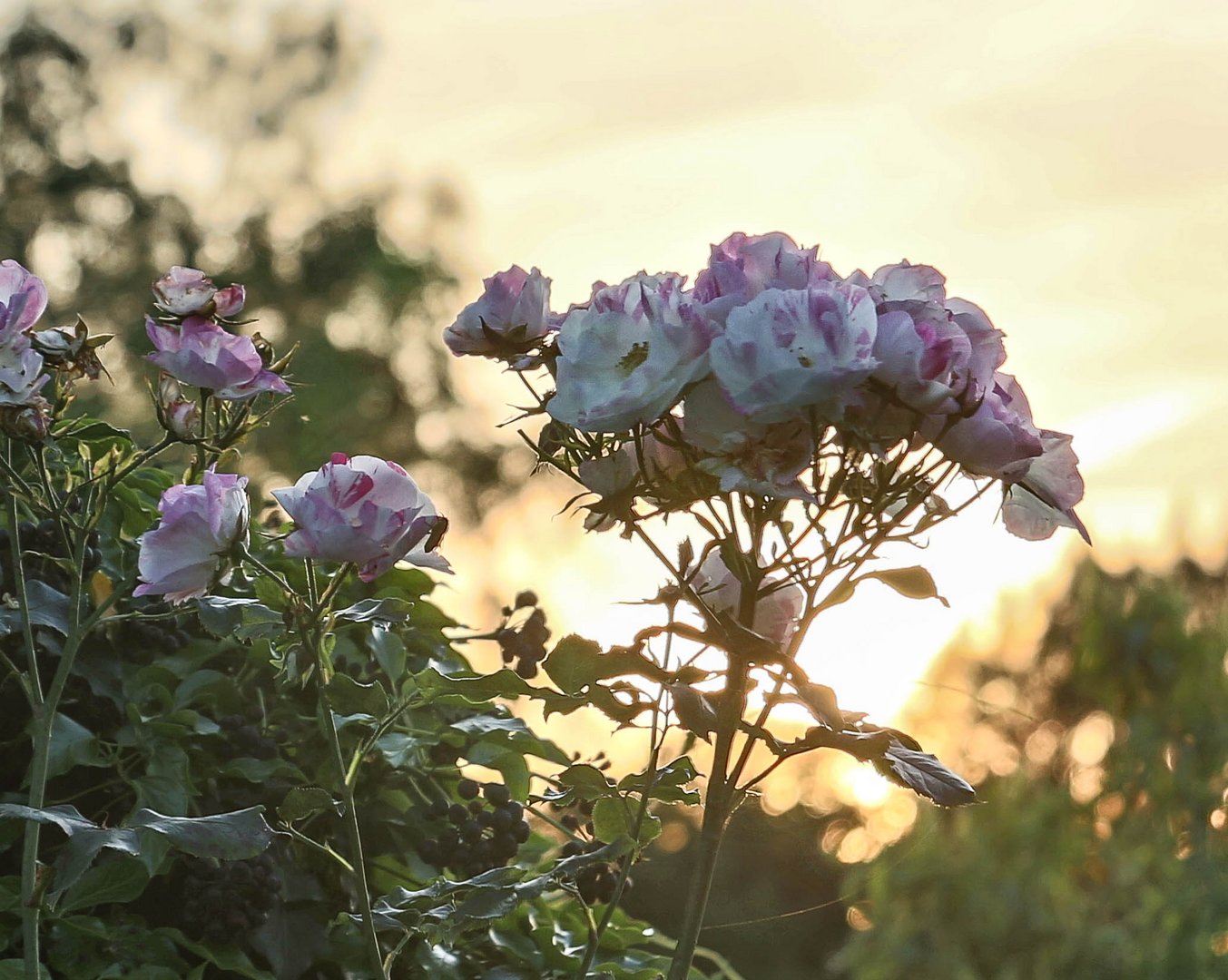Rosen vor Abendsonne