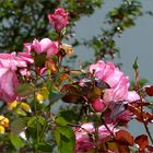 Rosen vor dem Fenster