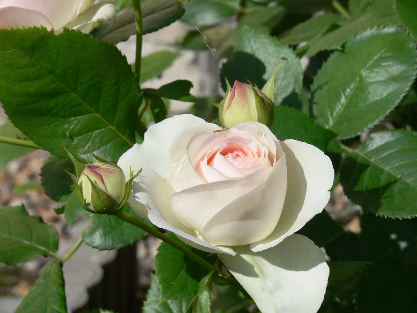 Rosen vor dem Haus