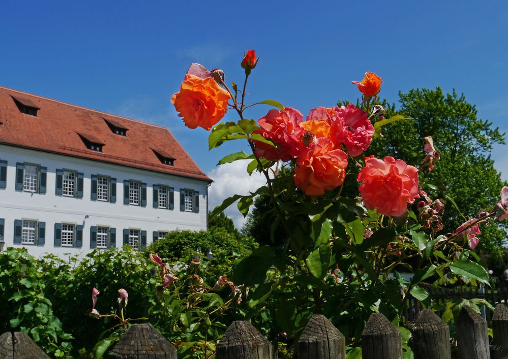 Rosen vor dem Rathaus...