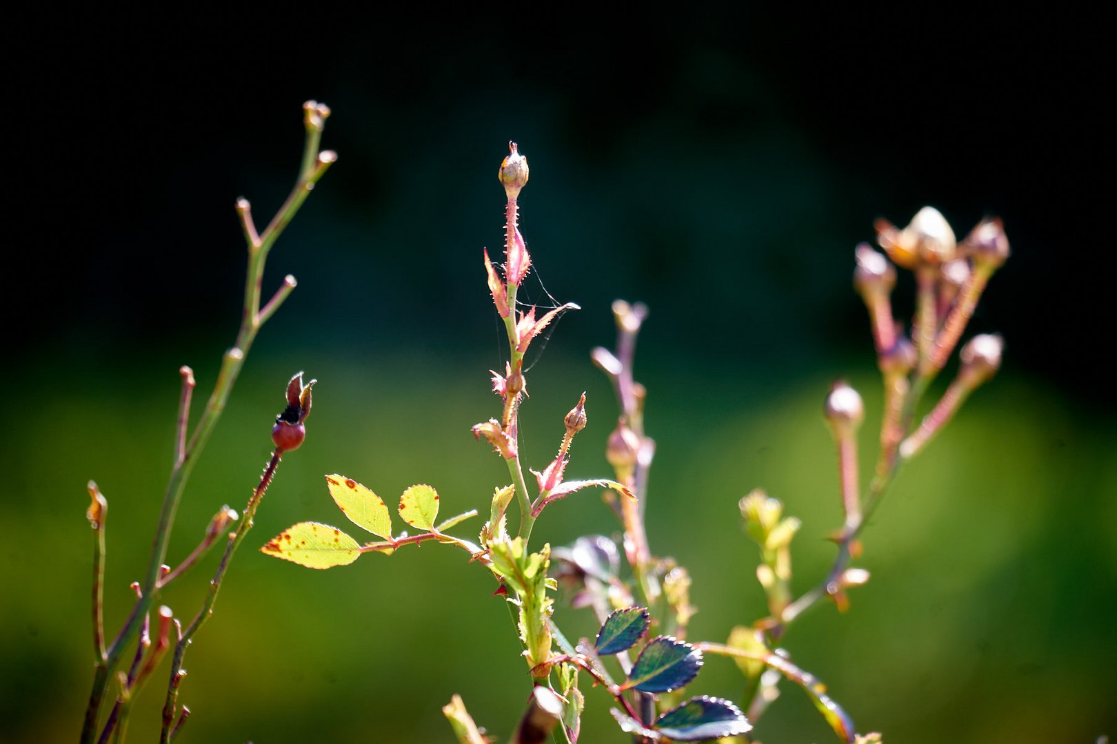 Rosen vor dem Startschuss 