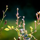 Rosen vor dem Startschuss 