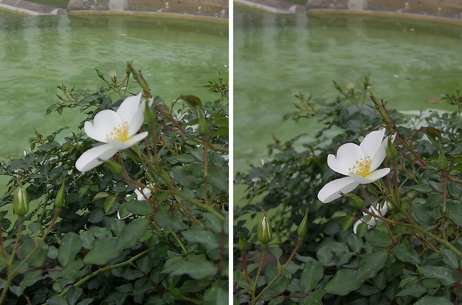 Rosen vor einem Brunnen