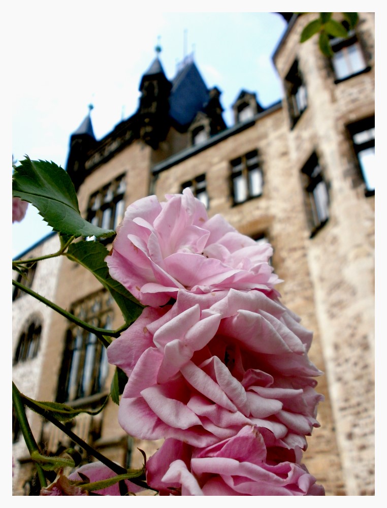 Rosen vorm Wernigeroder Schloss