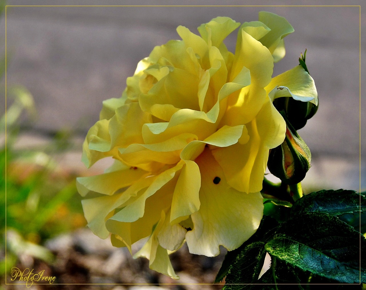 Rosen-wellen mit Licht und Schatten