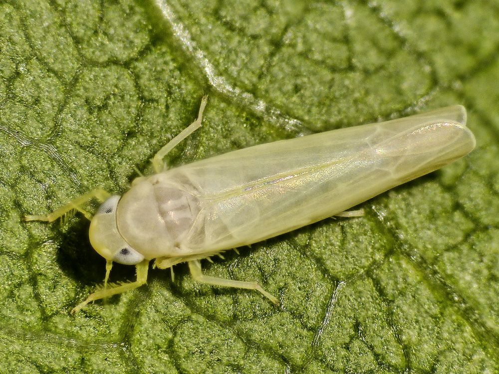 Rosen-Zikade (Typhlocyba rosae)