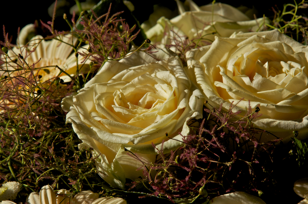 Rosen zu Pfingsten müssen keine Pfingstrosen sein, oder? Foto & Bild