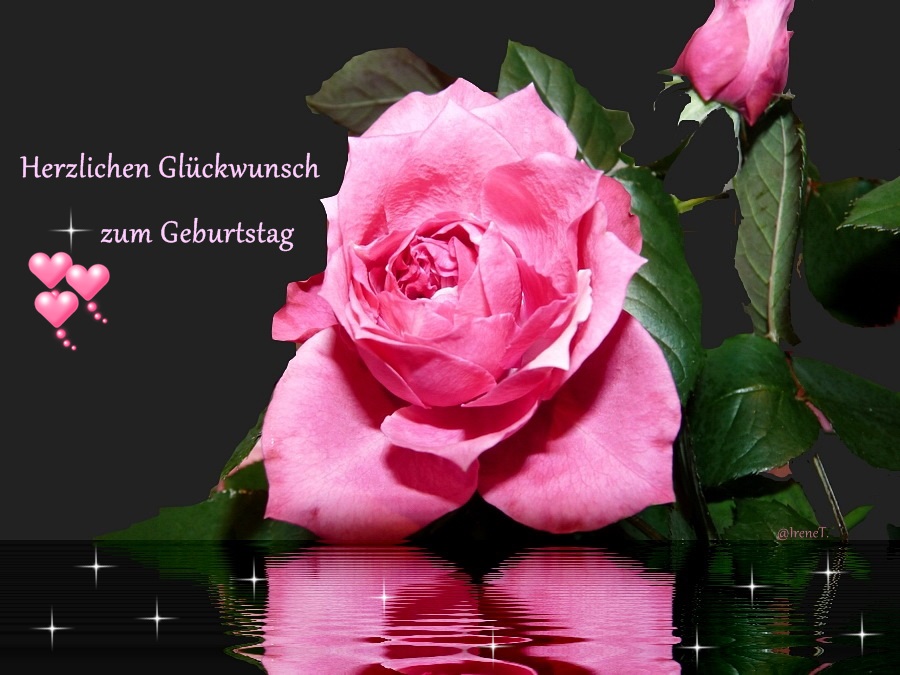 Rosen zum Geburtstag