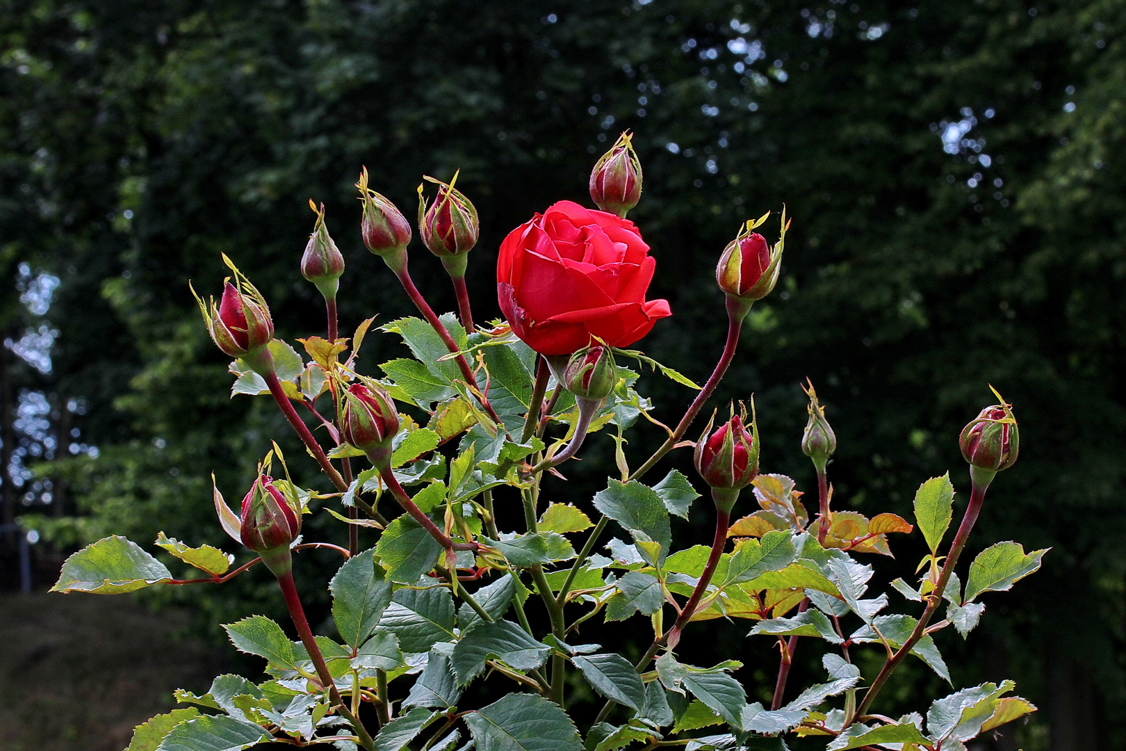 Rosen zum Mittwoch