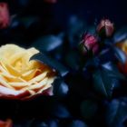 Rosen zum "Mittwochsblümchen Tag"