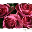 - Rosen zum Valentinstag -