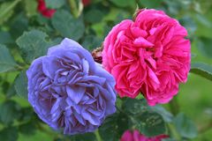 Rosen - Zweifarbig