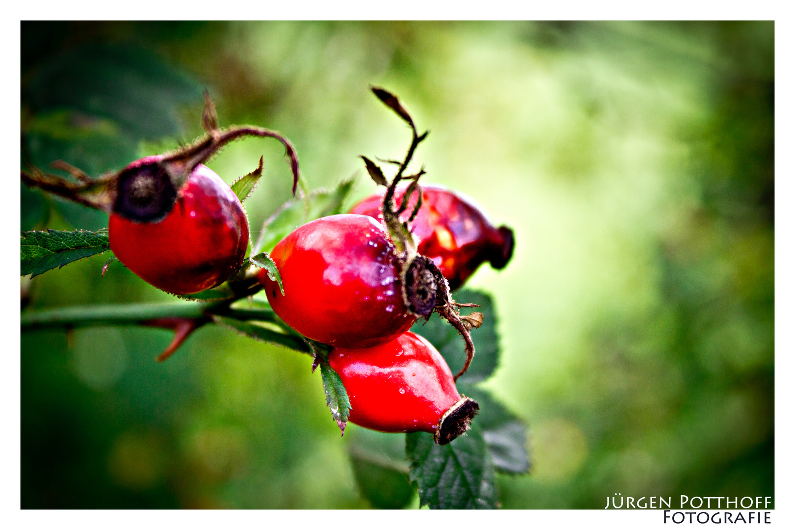 Rosenäpfel