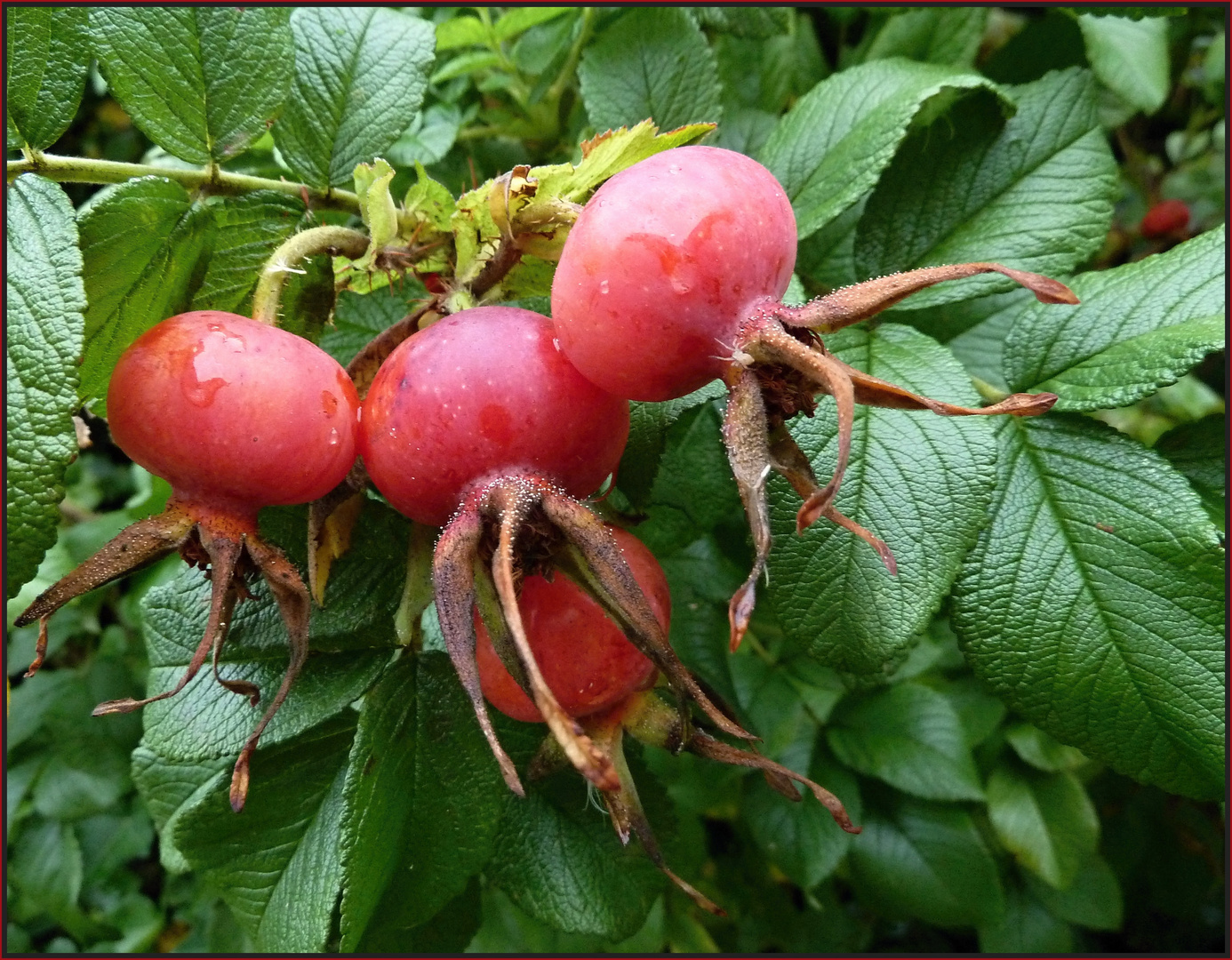 Rosenäpfel