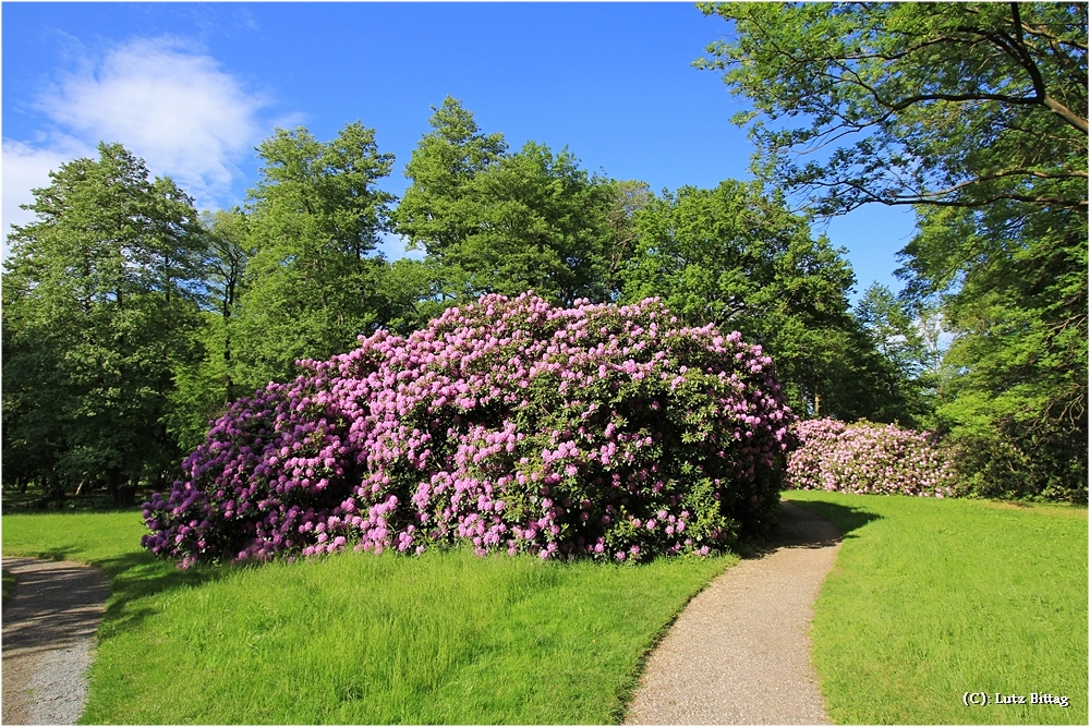 Rosenbaum Foto & Bild park, natur, landschaft Bilder auf