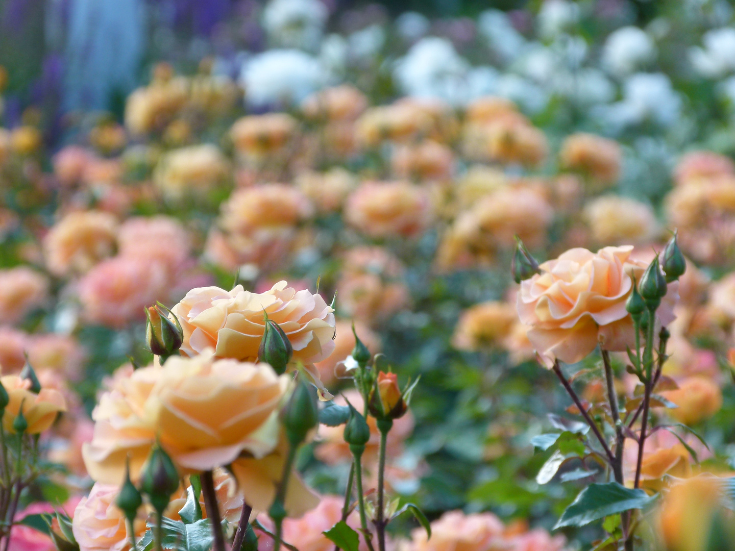 Rosenbeet im Rosengarten Coburg