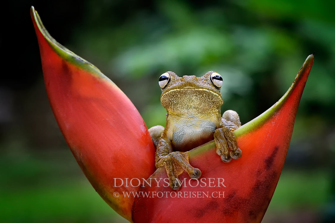 Rosenberg's Gladiator-Frog (Hypsiboas rosenbergi)