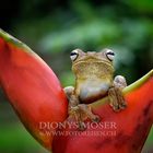 Rosenberg's Gladiator-Frog (Hypsiboas rosenbergi)