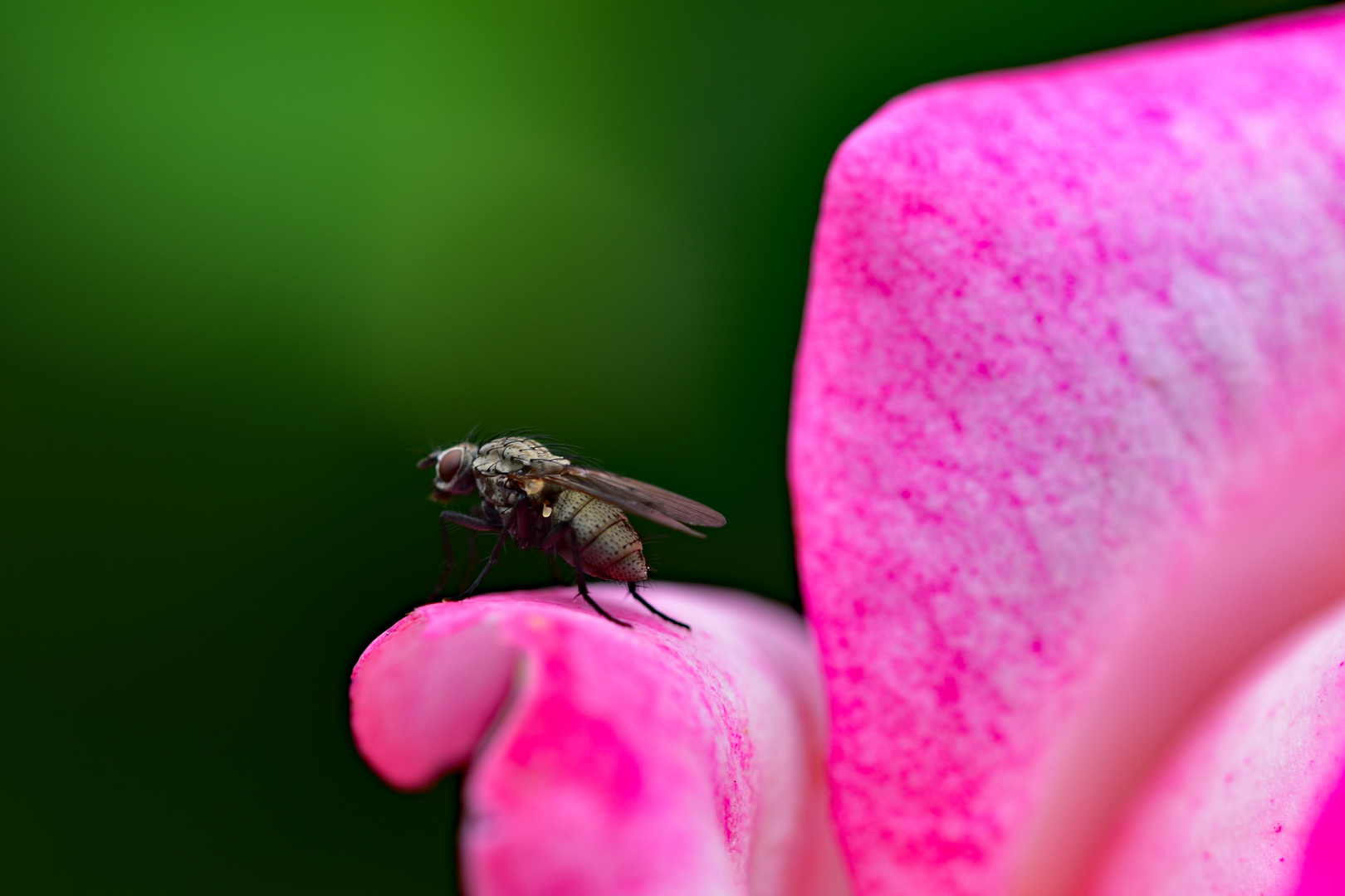 Rosenbesuch