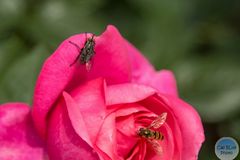 Rosenbesucher auf der Blüte