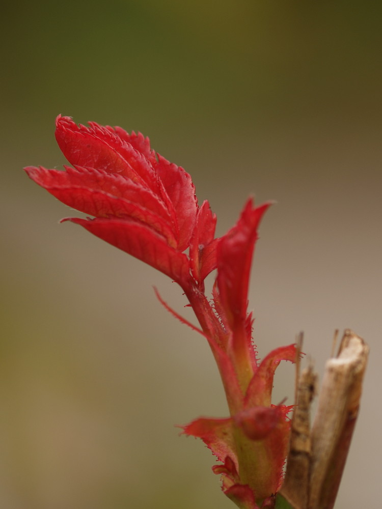 Rosenblätter