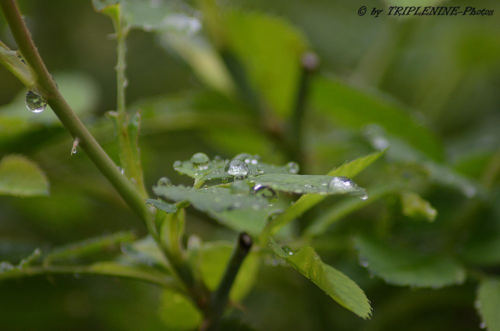 Rosenblätter