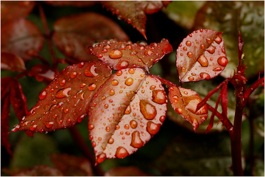 Rosenblätter....