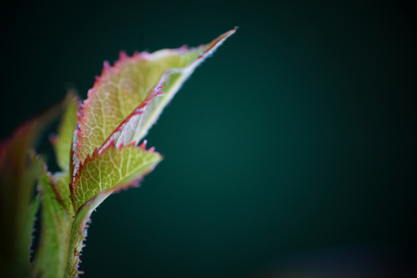 Rosenblätter