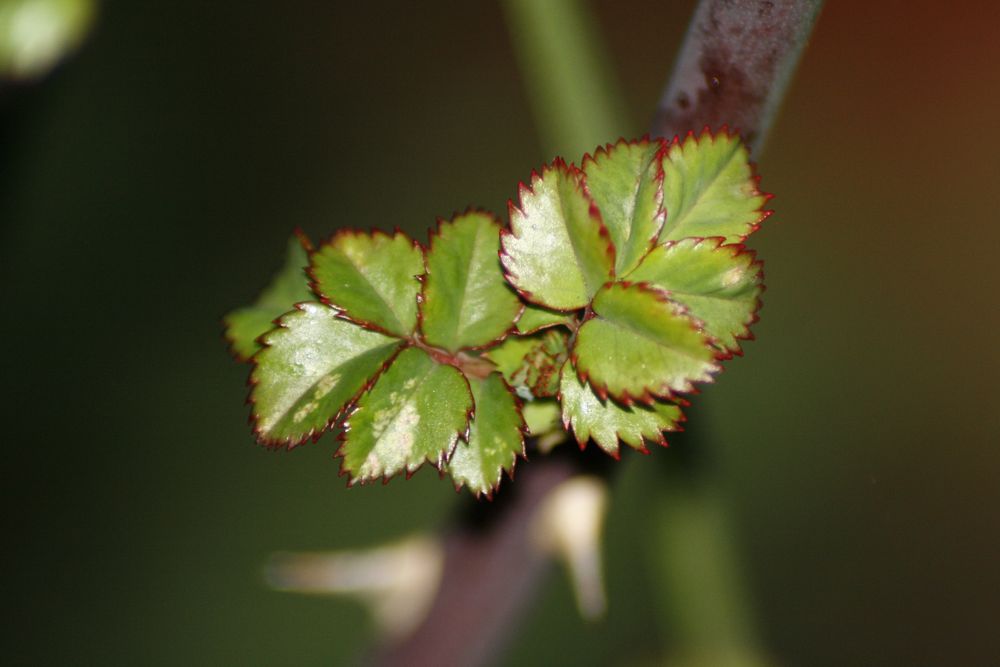 Rosenblätter