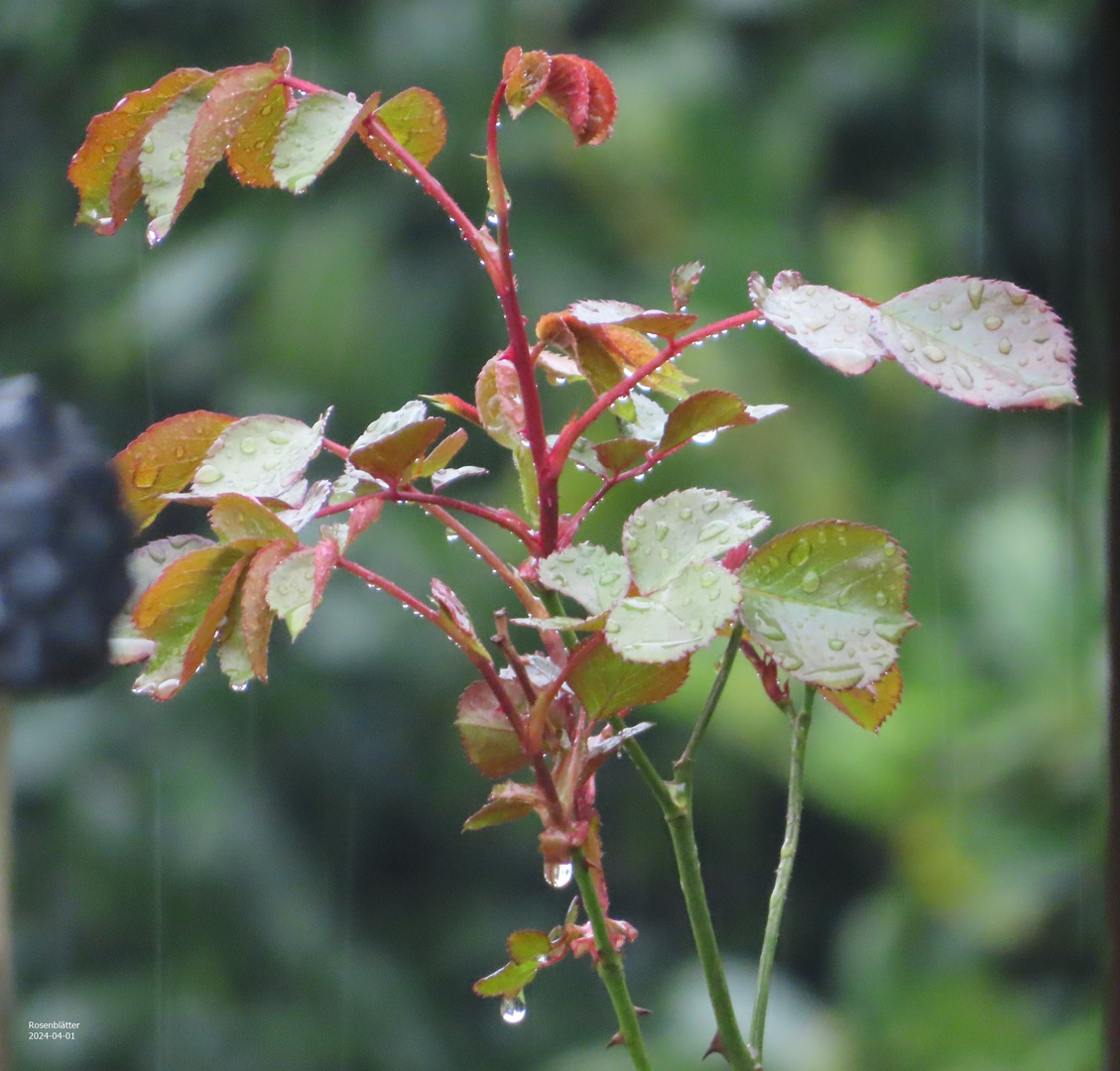 Rosenblätter