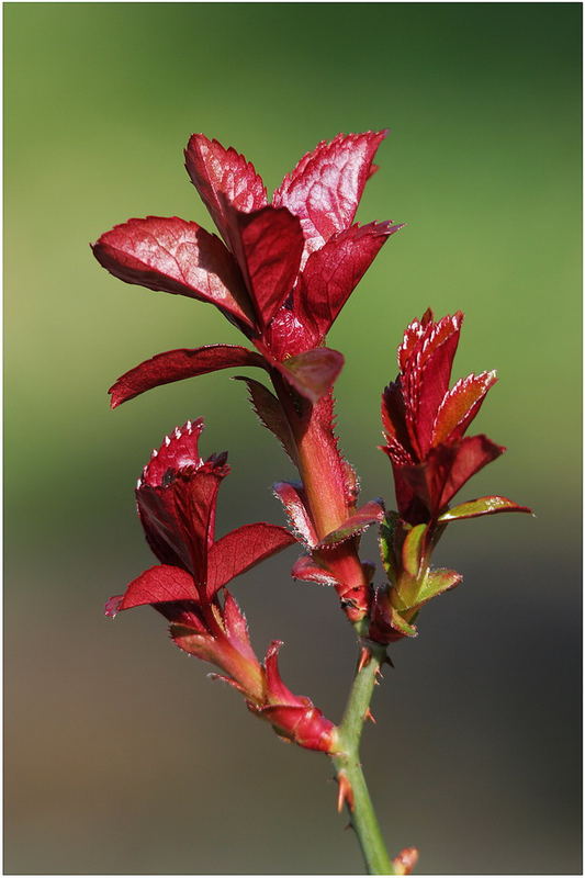 Rosenblätter