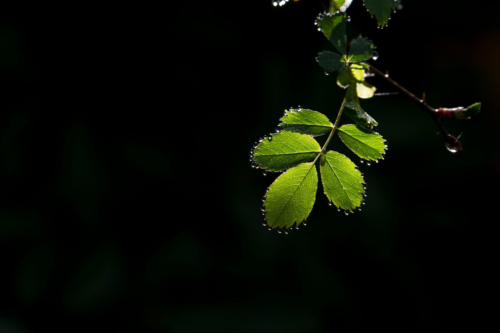 Rosenblätter