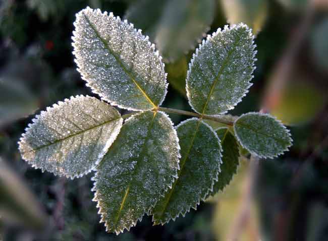 Rosenblätter