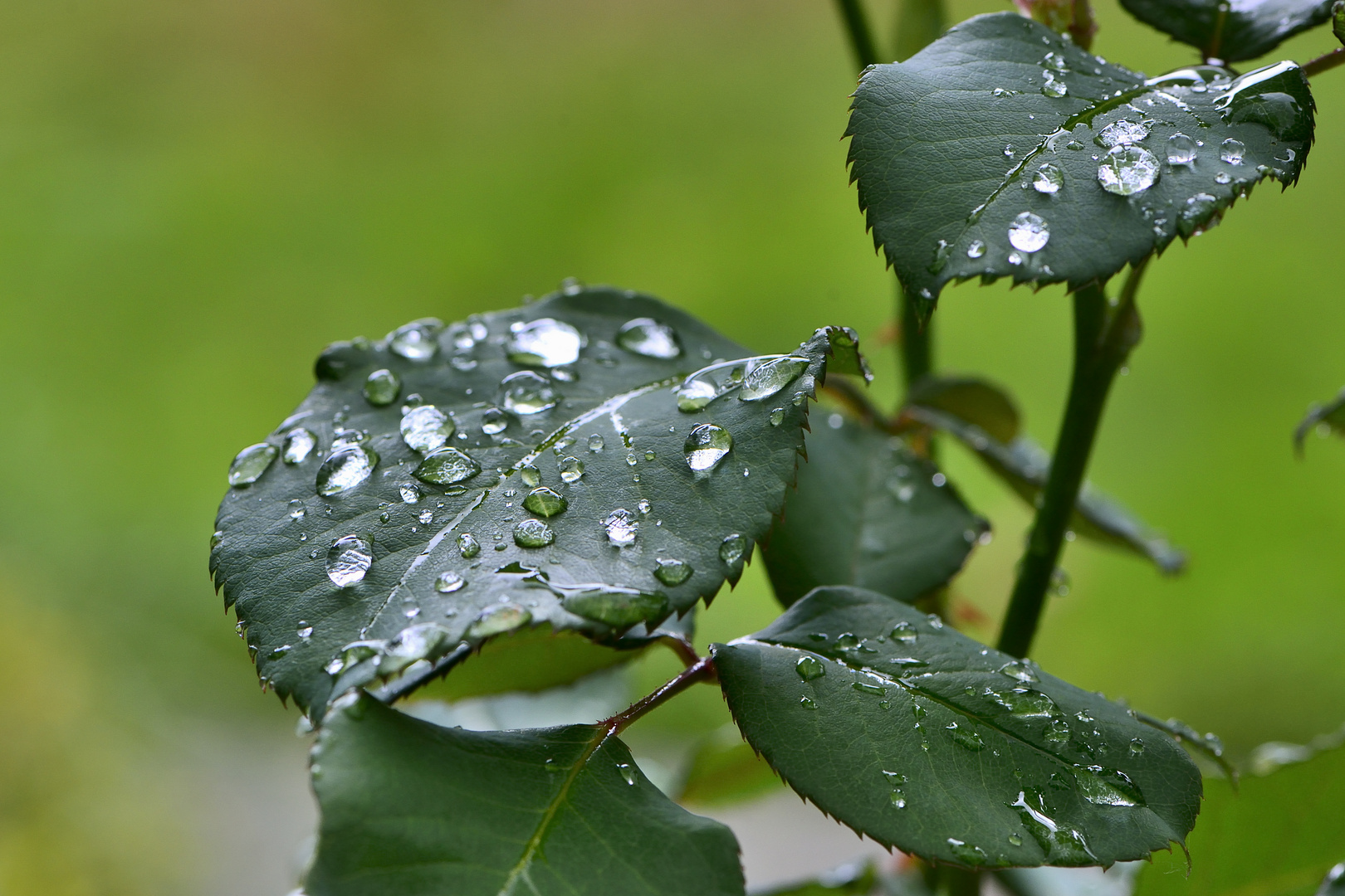 Rosenblätter