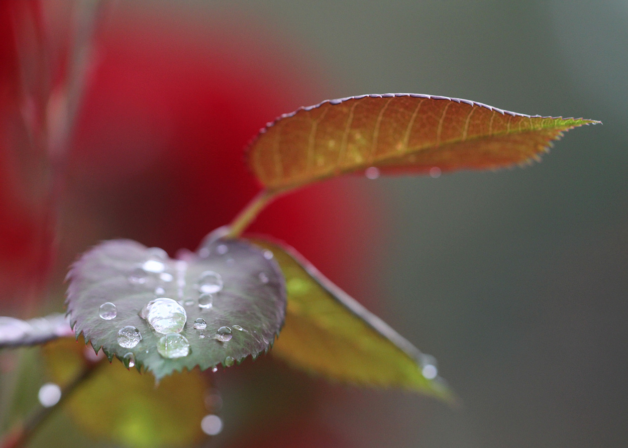 Rosenblätter