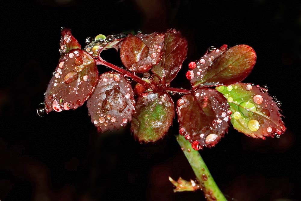 Rosenblätter