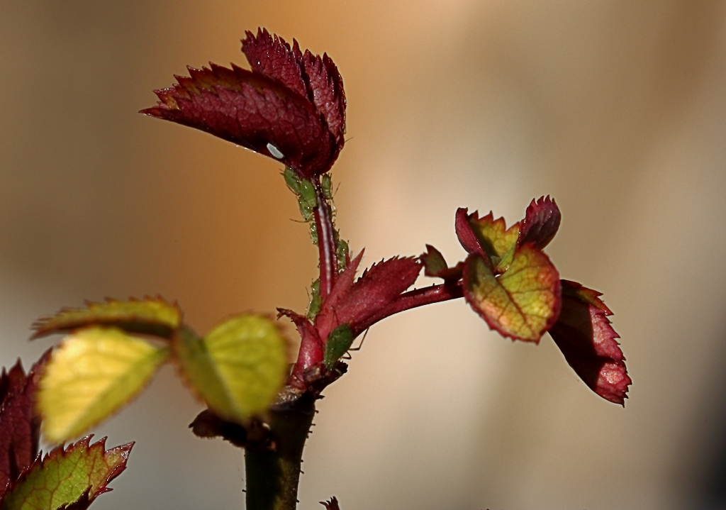 Rosenblätter