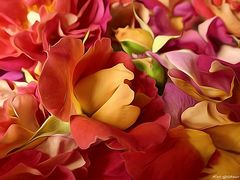Rosenblätter