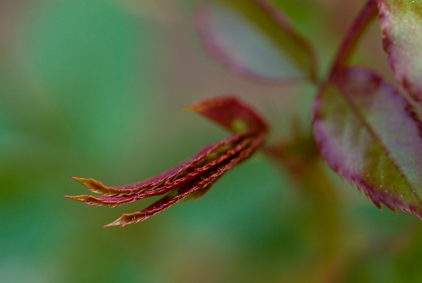 Rosenblätter