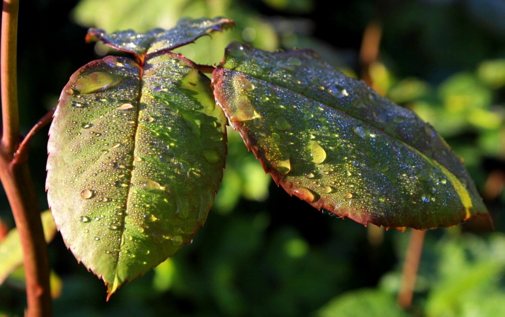 Rosenblätter am Morgen