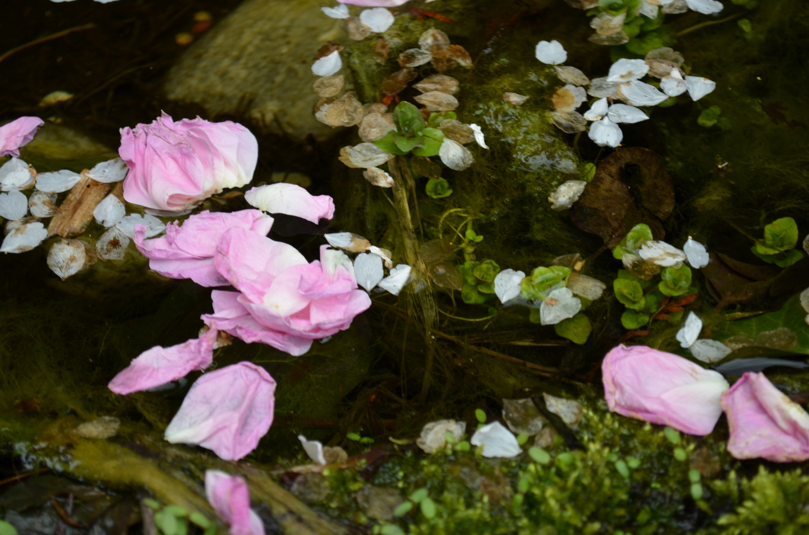 Rosenblätter auf dem Wasser