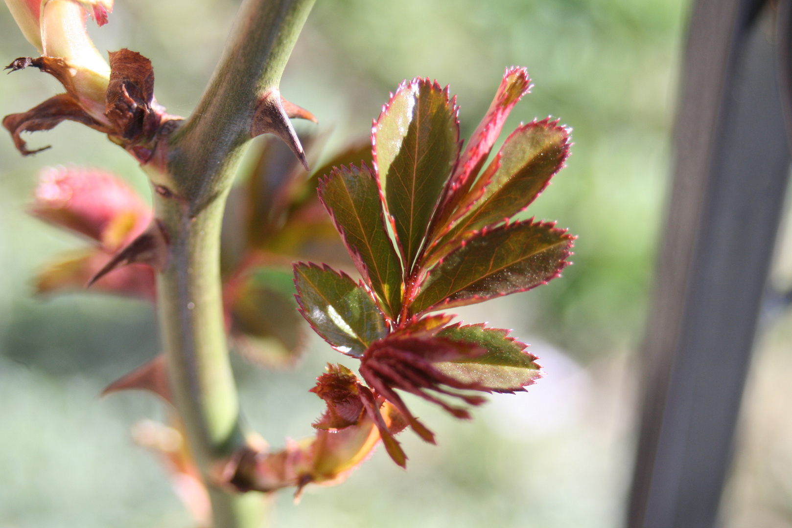 Rosenblätter