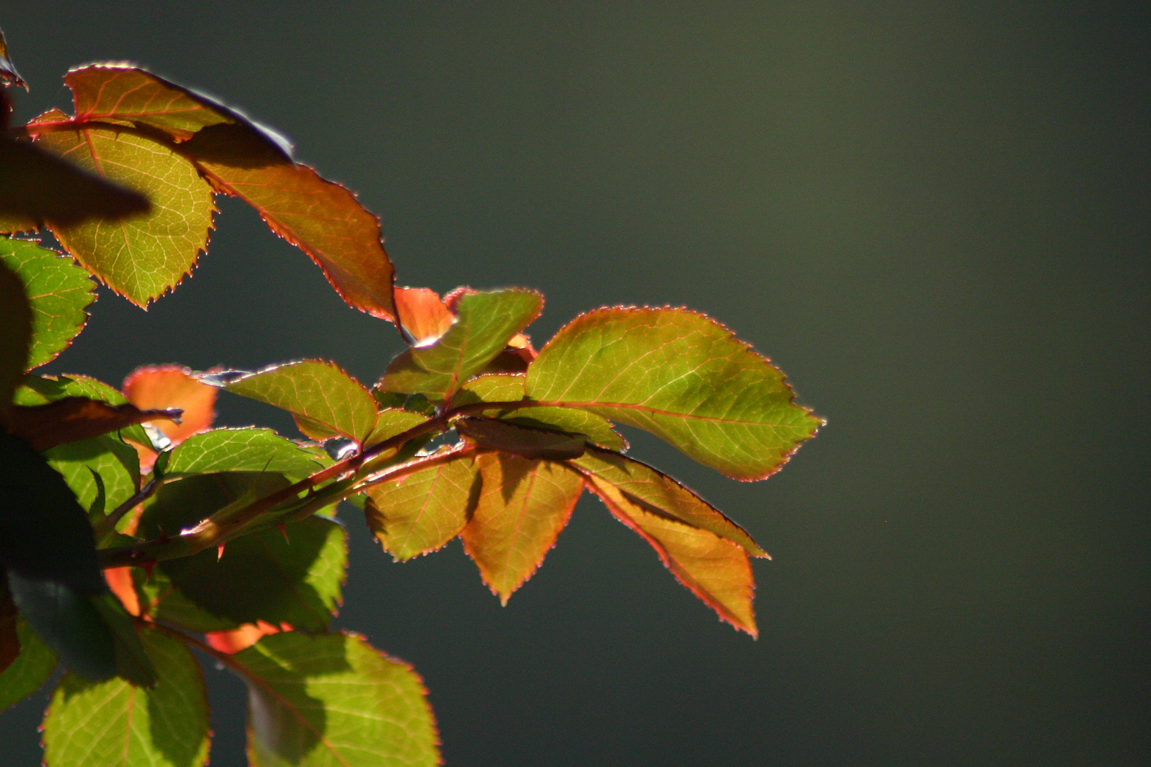 Rosenblätter